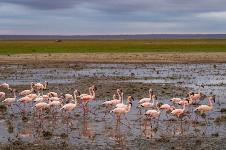 117 Amboseli Nationaal Park.jpg